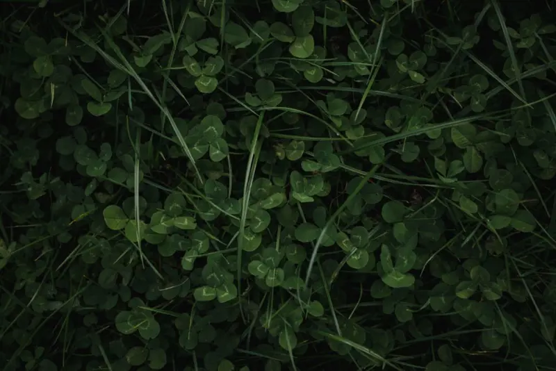Clover in grass