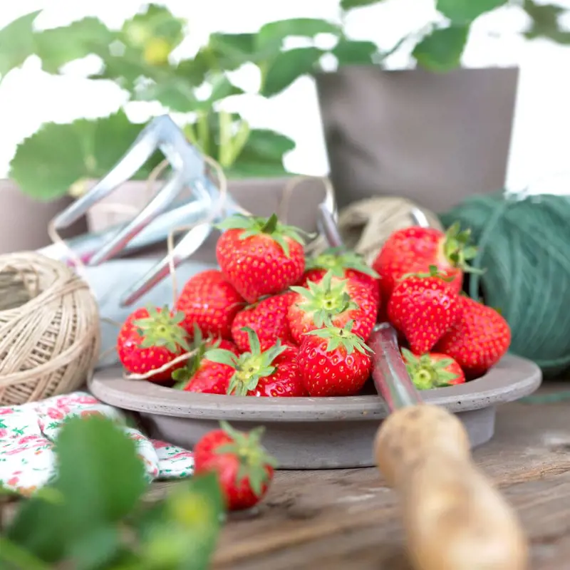 Strawberries