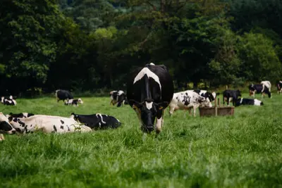Dairy
