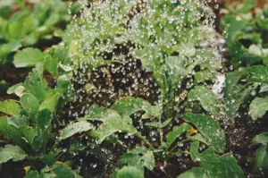 Grow Guides