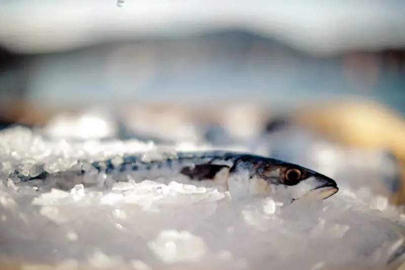Kish Fish - Banner Image