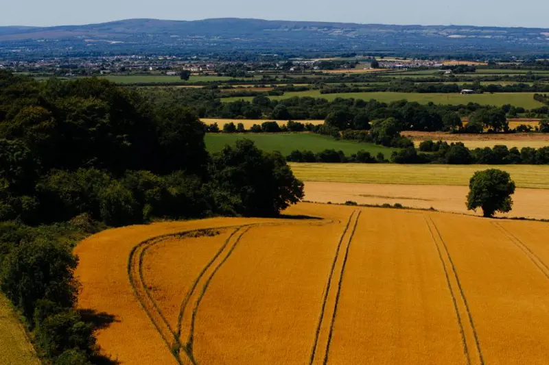 McCormack Family Farms - Banner Image