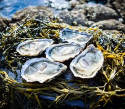 Nutritional Benefits of Seafood