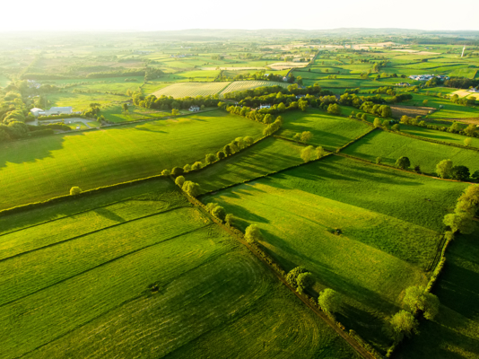 Green fields
