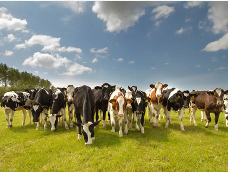 Cows in field