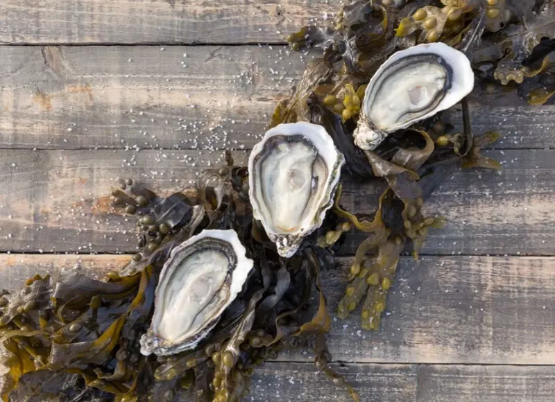 Three oysters on wooden background with seaweed