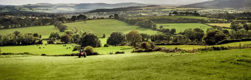 Image of green grass field