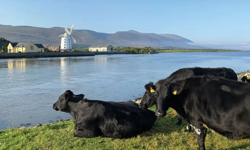 Cows by water and windmill