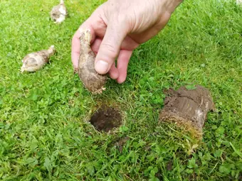 Spring bulb being planted into hole